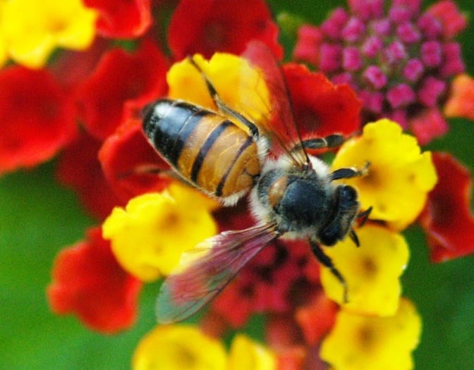 abelha-mel