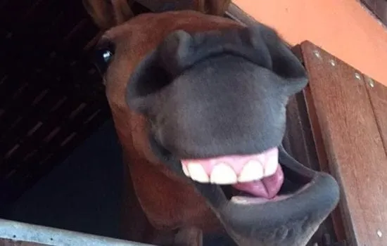 cavalo
