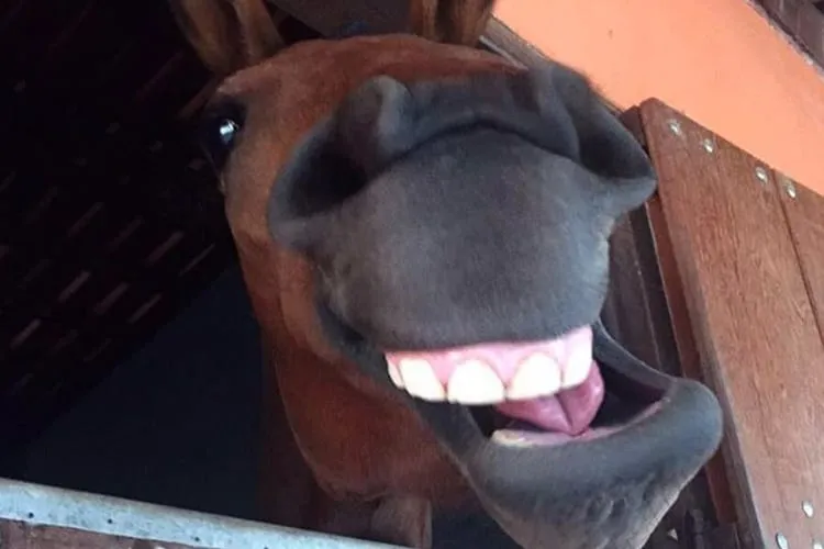 cavalo