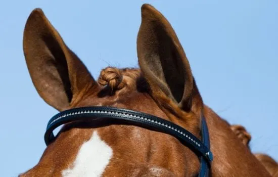 cavalo