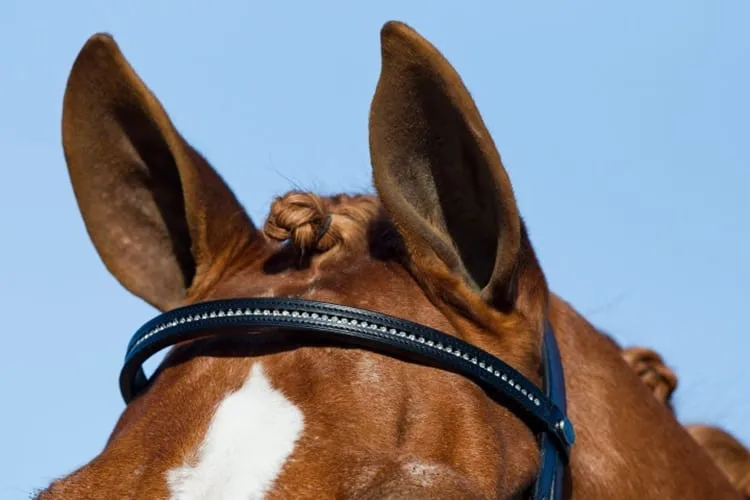 cavalo