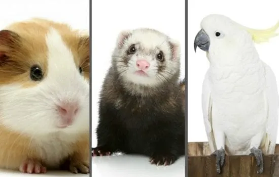 pets