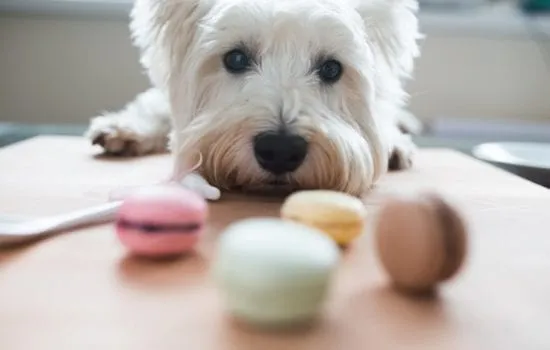 cães