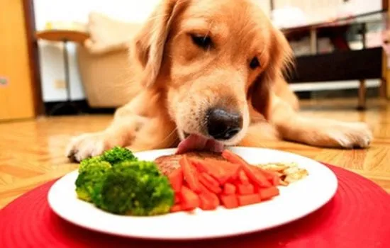 alimentação natural