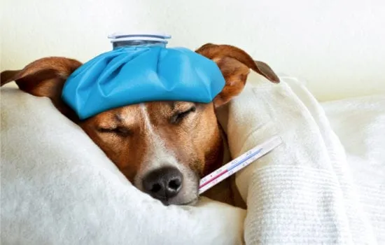 gripe canina