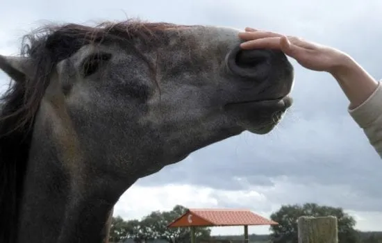 cavalos