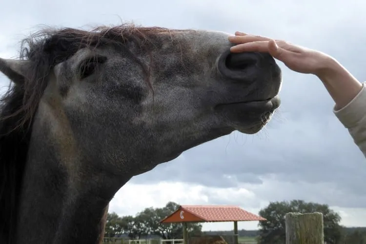 cavalos