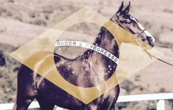 cavalo