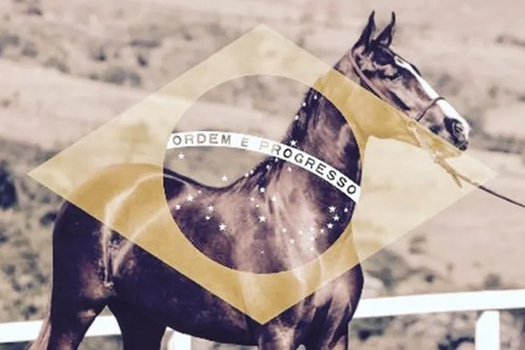 cavalo