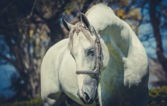 cavalo
