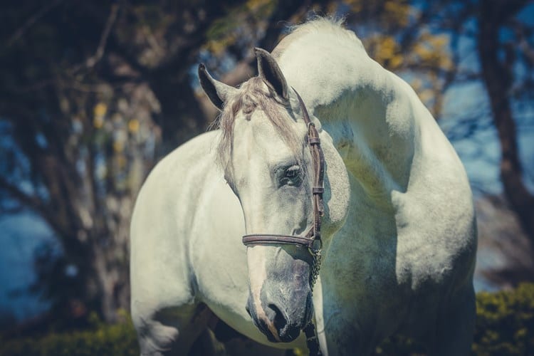 cavalo