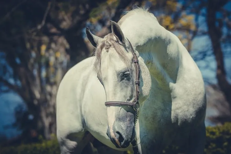 cavalo