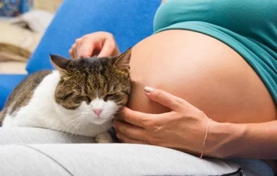 toxoplasmose