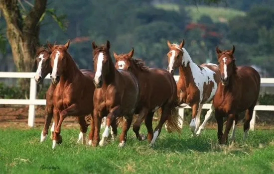 mangalarga