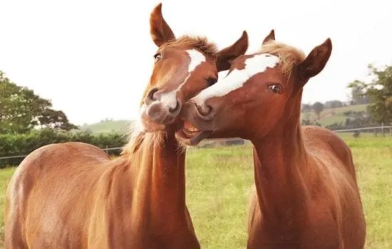 bem-estar animal