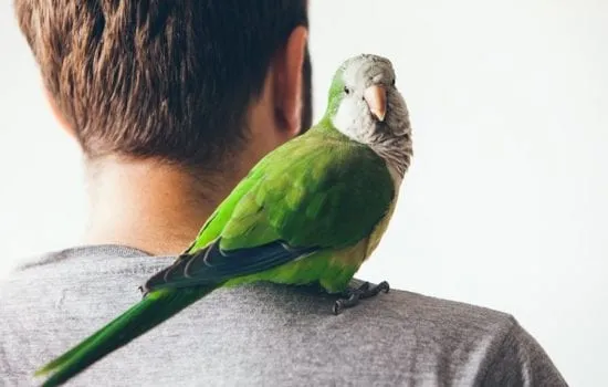 aves
