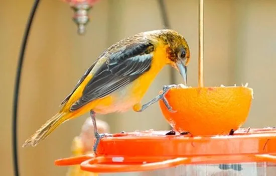 aves