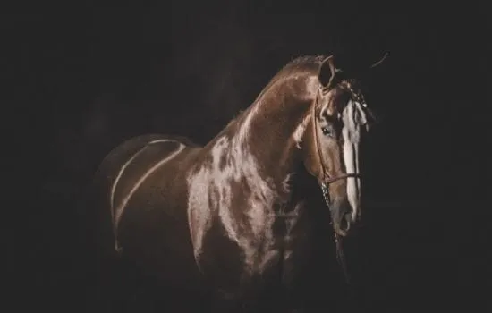 cavalo