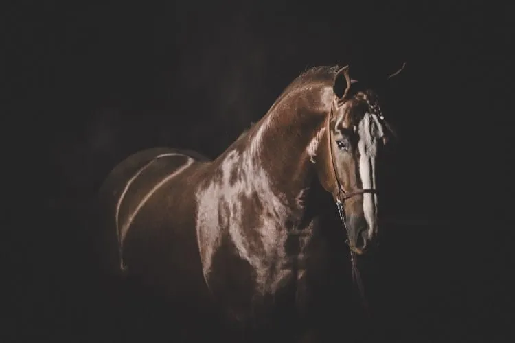 cavalo