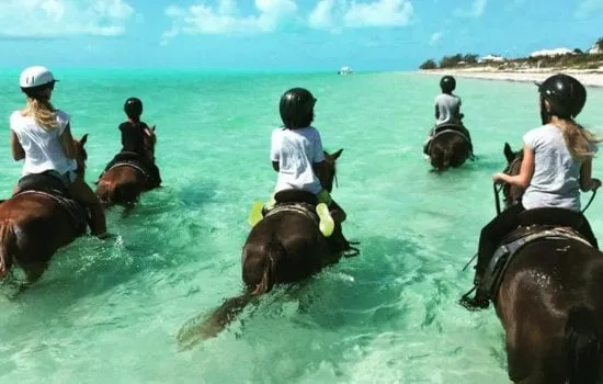 cavalos