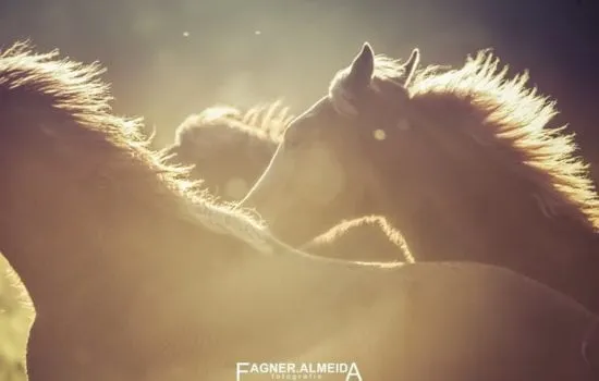 cavalos