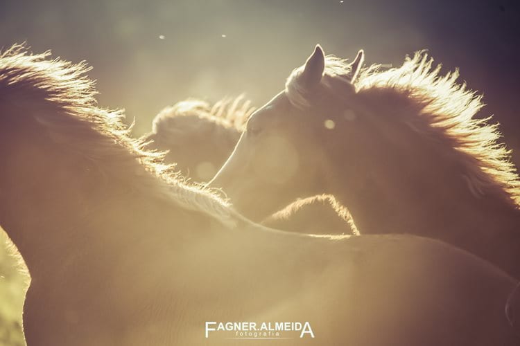 cavalos