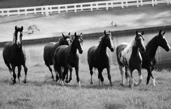 cavalos