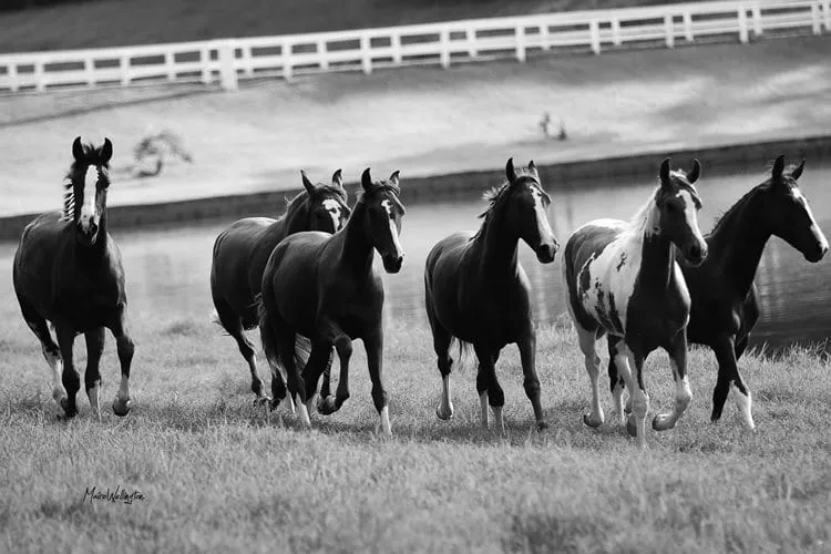 cavalos
