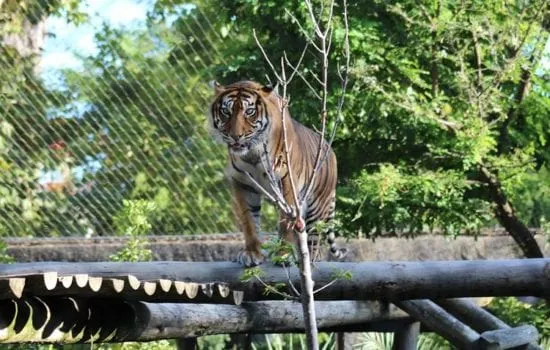 zoológicos