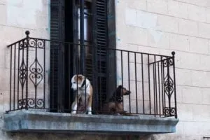 gatos