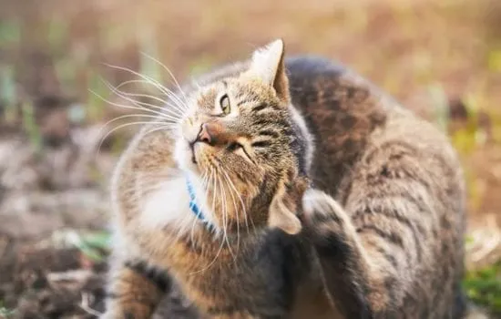 felinos