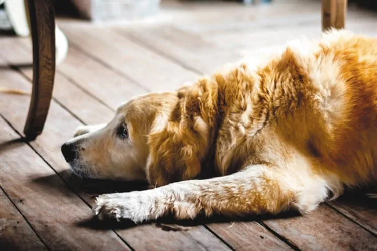 Rodrigo Donati: Alzheimer canino