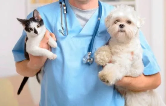 veterinária