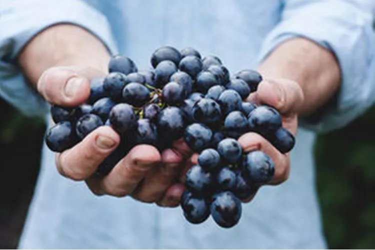 Iramaia Loiola: Uva Montepulciano, conhecem?