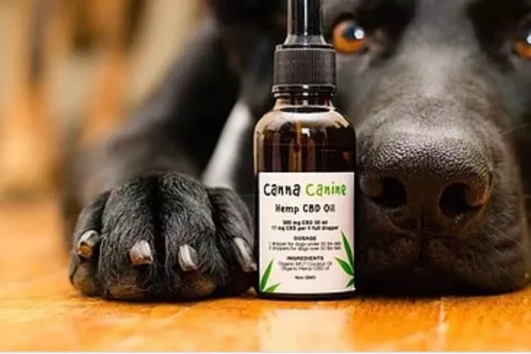 Rodrigo Donati: O uso de canabidiol em pets