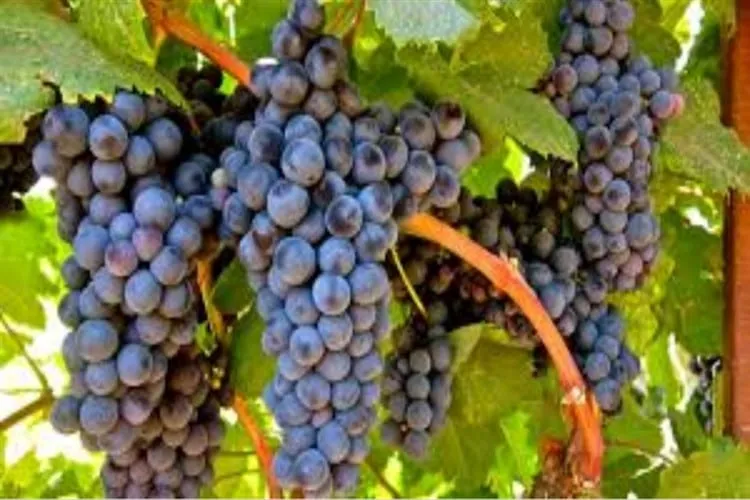 Iramaia Loiola: Uva Tannat, outra paixão!