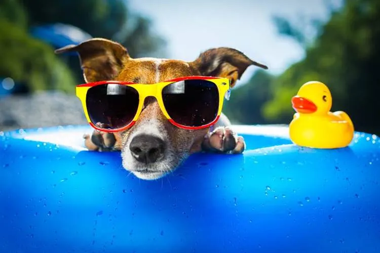 Rodrigo Donati: Doenças típicas do verão em pets