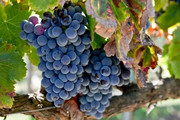 Iramaia Loiola: Uva Garnacha, sim ou não?