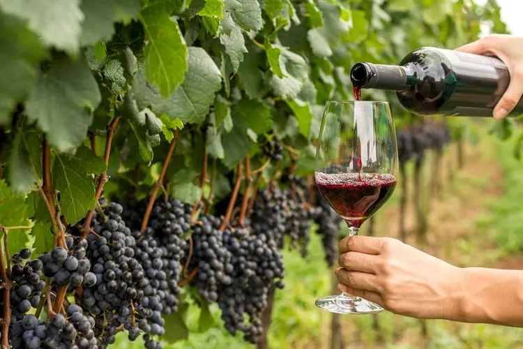 Iramaia Loiola: 10 maiores regiões produtoras do Querido Vinho