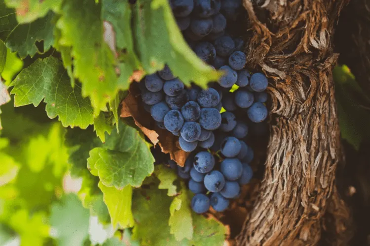 Iramaia Loiola: Um tinto poderoso. Olé!