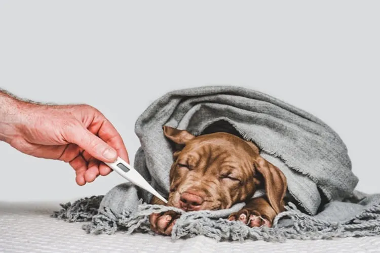 Rodrigo Donati: Gripe canina