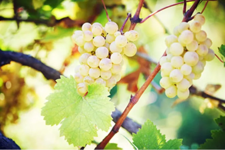 Iramaia Loiola: Uva Viognier - Sim!