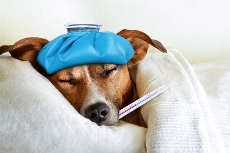 gripe canina