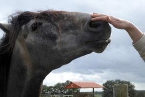 cavalos