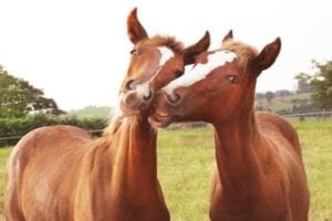 bem-estar animal