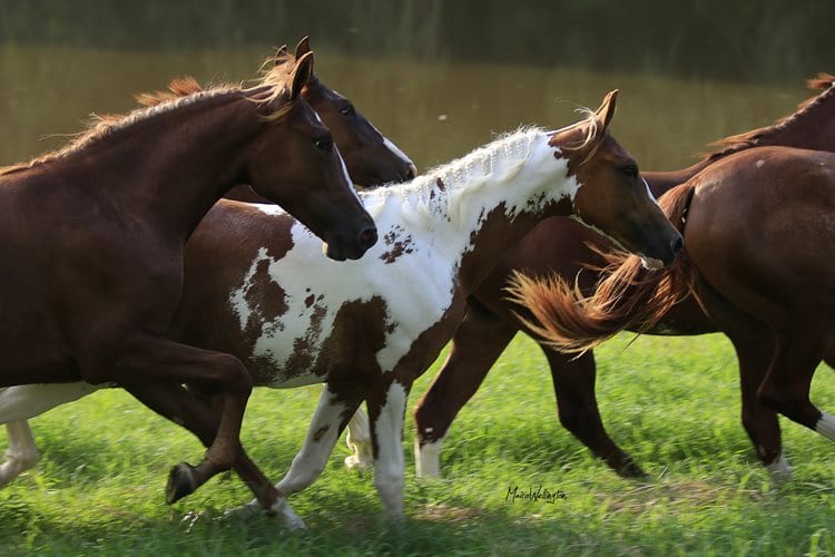 Cavalo pantaneiro pulando 