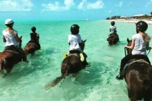 cavalos