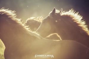 cavalos