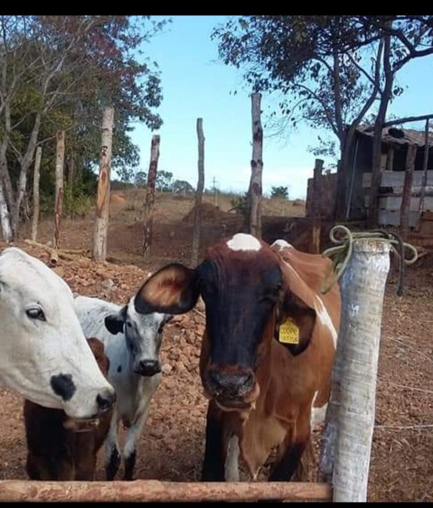 Riquezas de Minas Gerais