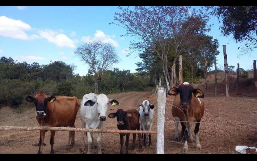 Alcatra, pernil ou pet?